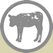 Cow and Calf Products