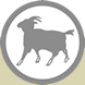 Goat Products