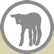 Sheep and Lamb Products